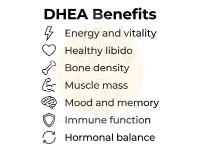 DHEA benefits infographic showing energy, libido, bone density, muscle mass, mood, immune function and hormonal balance